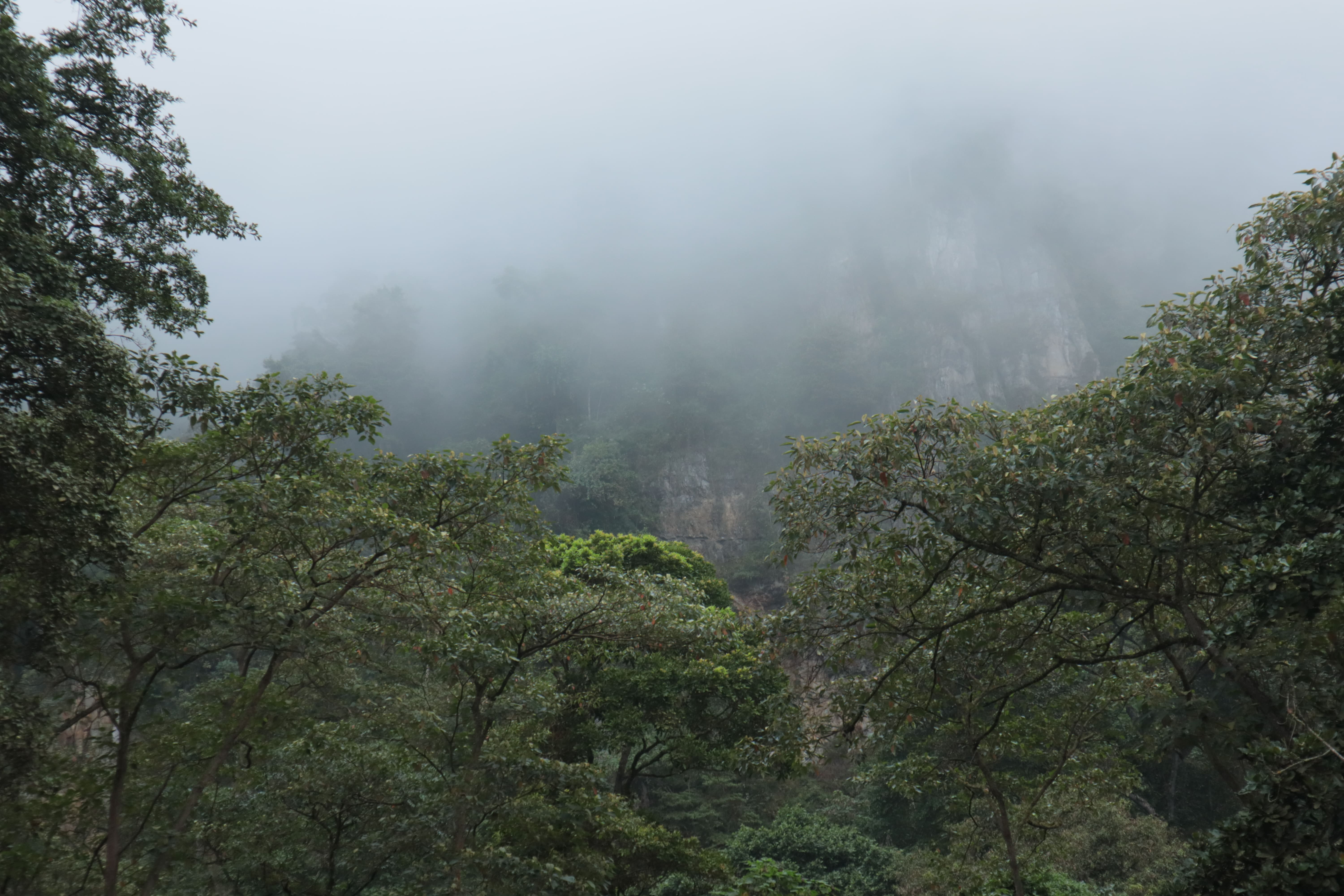 Los escarpes, grandes paredes rocosas que ayudan a retener las corrientes de aire y permiten la condensación de la niebla, son un paisaje común en la región del Tequendama, Parque Natural Chicaque.