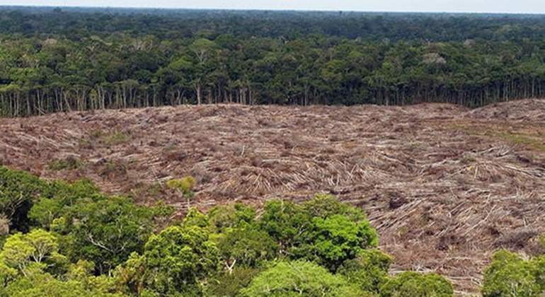 deforestacion colombia