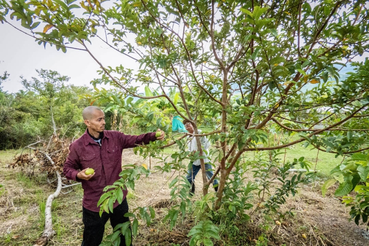 Harvy Quiceno recoge frutos de guayaba en La Jamaica. Atrás, Óscar Márquez, quien ocupó otra parte de La Jamaica hasta hace pocos meses. Foto: Richard Romero