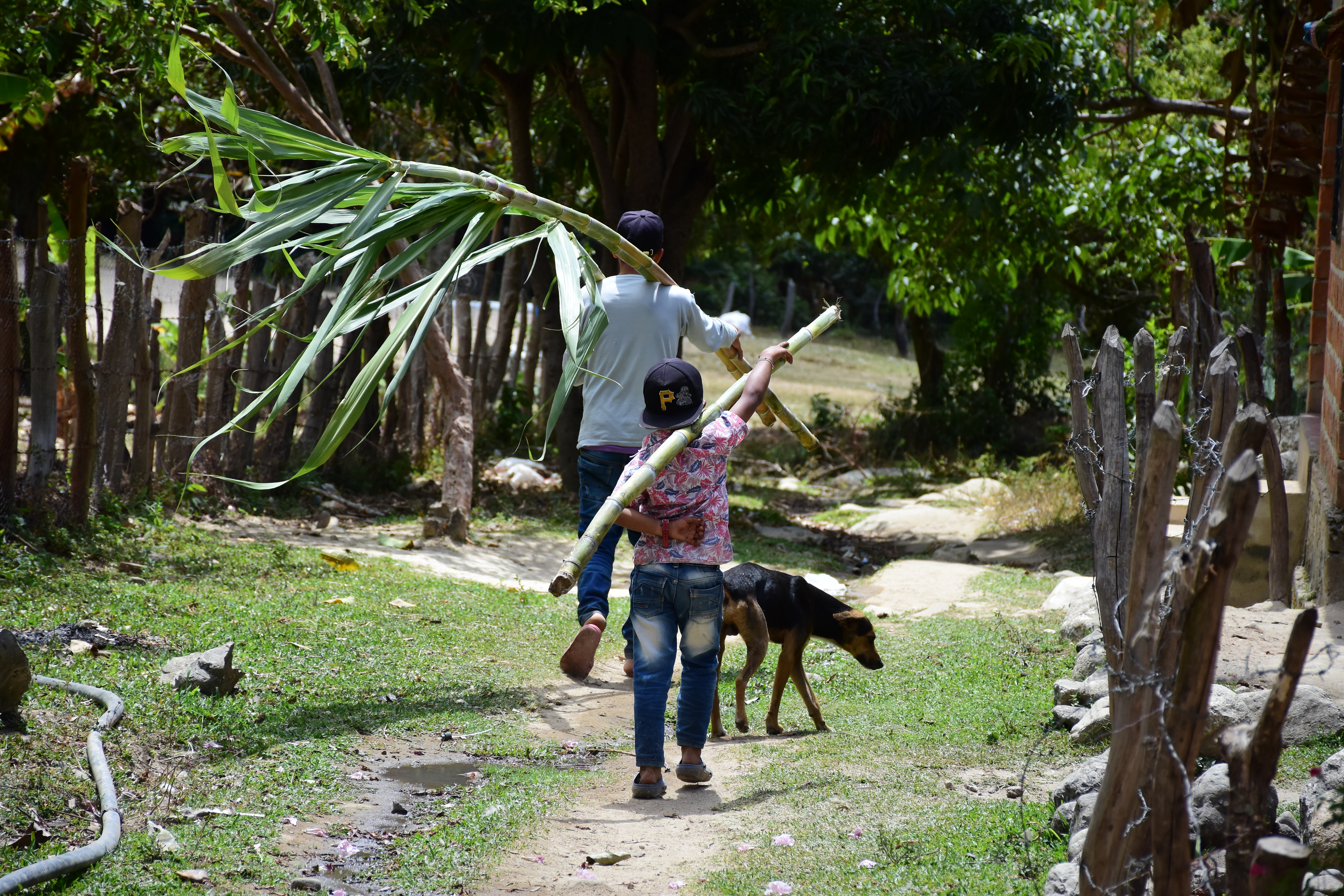 Los habitantes de Guatapurí han vuelto al campo a cultivar productos como la caña de azúcar. Foto: Néstor De Ávila.