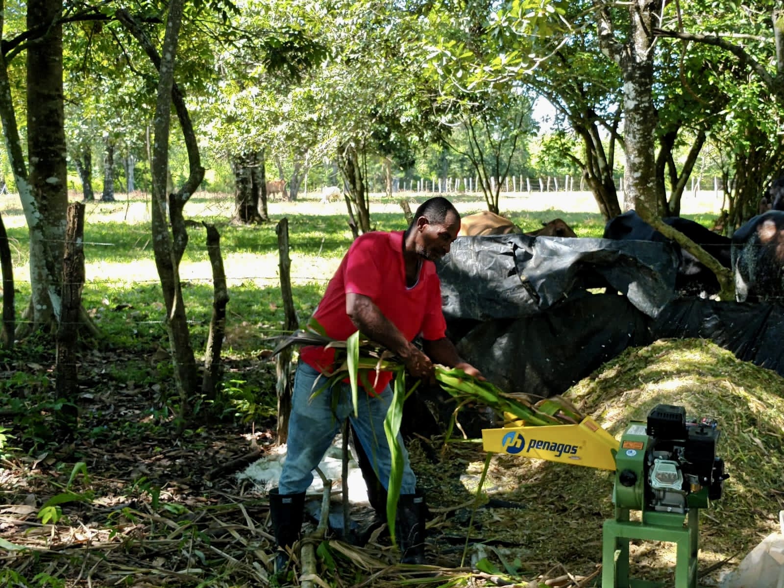 Minero en su nueva etapa como agricultor en el corregimiento Las Palmitas (La Jagua de Ibirico). Fotografía: Marcela Vásquez.