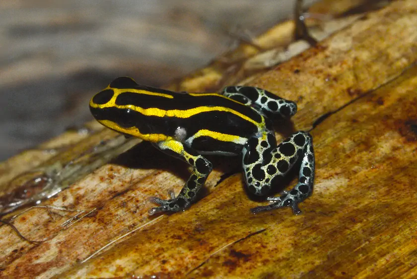 Ranitomeya variabilis habita en el Parque Natural Municipal Andakí. En 2017, durante la expedición Bío, se encontraron 47 nuevas especies para la ciencia en esta zona. Fotografía: Fundación Tierra Viva.