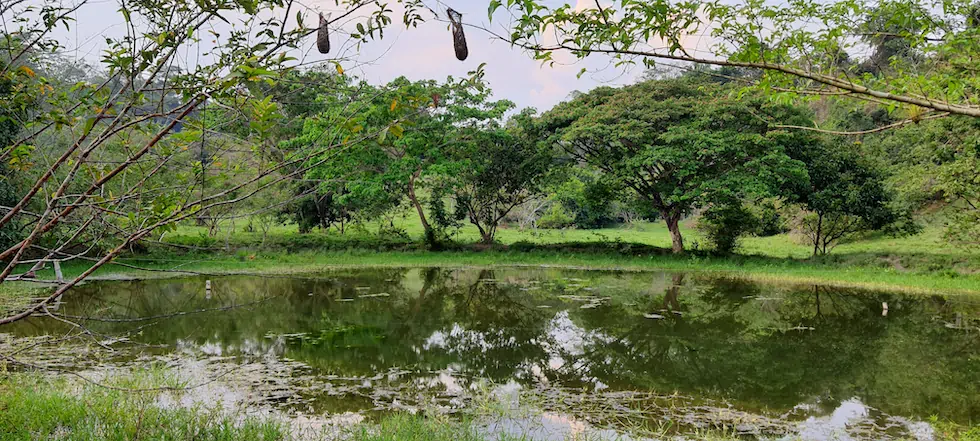 La ganadería regenerativa mejora la captación de agua por el aumento de los bosques y la preservación de sus ecosistemas. Un suelo restaurado permite pastos resistentes al verano. En El Pajuil no son necesarios los sistemas de riego. Fotografías: Paola Andrea Peña Roa.