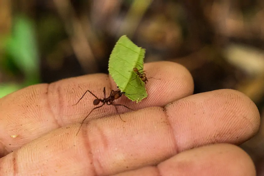 La Atta Cephalotes u hormiga arriera es uno de los insectos más perjudiciales para los cultivos de América del Sur, debido a su gran organización social, tamaño poblacional y su capacidad para cultivar el hongo del cual se alimentan. Fotografía: Angie Serna Morales.