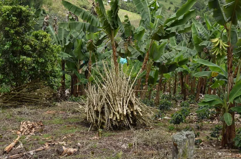 En el corregimiento de Zabaletas, del municipio de Restrepo, solo se permite comercializar como leña los troncos desechados en los cultivos de café. Fotografía: Angie Serna Morales.
