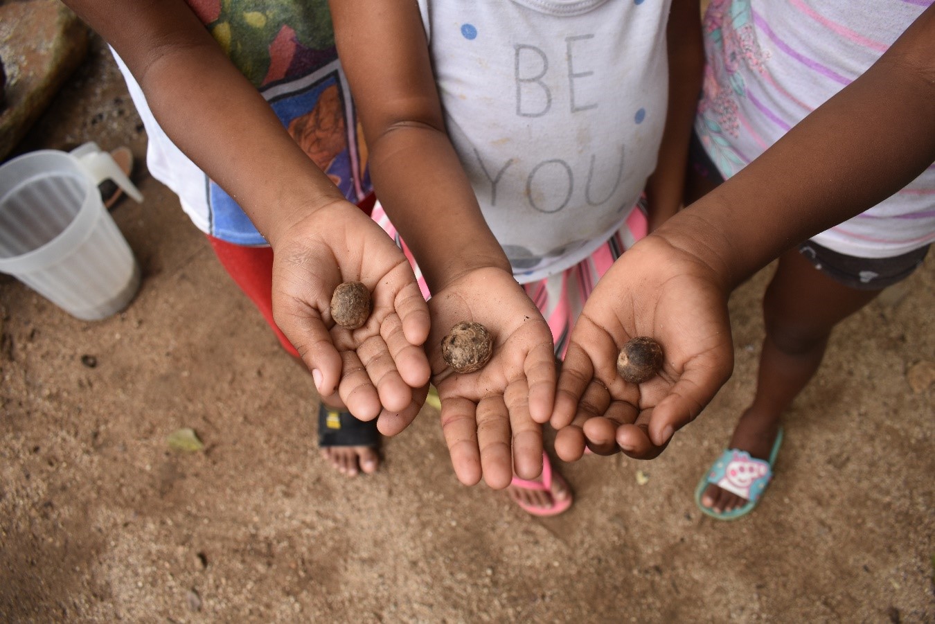 Los niños participan del proceso de recolección y extracción del coco. Fotografías: Angélica Pérez.